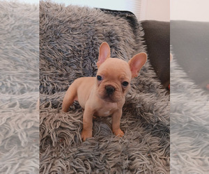 French Bulldog Litter for sale in SALEM, OR, USA