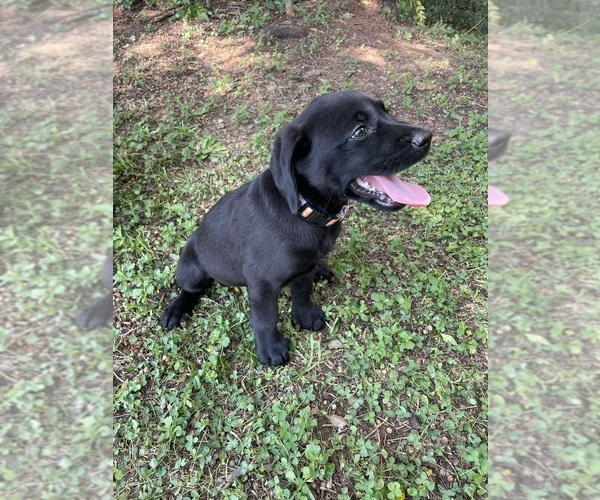 Medium Photo #2 Lab-Pointer Puppy For Sale in PELZER, SC, USA