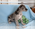 Small Photo #2 Great Dane Puppy For Sale in SHILOH, OH, USA