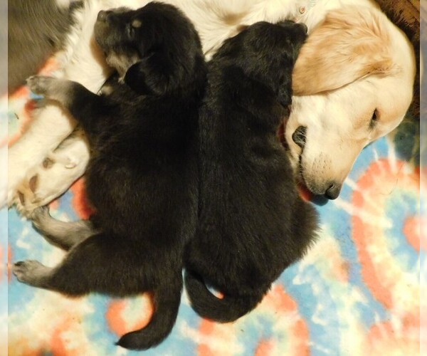 Medium Photo #12 Golden Labrador Puppy For Sale in MESA, CO, USA