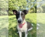 Small #5 Catahoula Leopard Dog-Jack Russell Terrier Mix