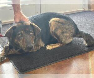 German Shepherd Dog-Unknown Mix Dogs for adoption in Texas City, TX, USA