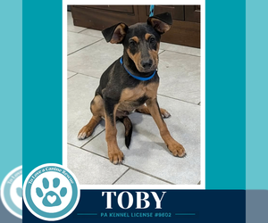 Toby 100326 - Female Mutt Dog for Adoption - Photo #2