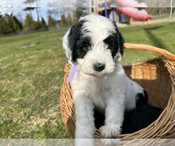 Medium Photo #16 Aussiedoodle Puppy For Sale in BREMERTON, WA, USA