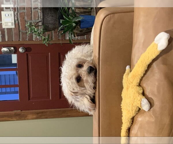 Medium Photo #3 Maltese-Poodle (Toy) Mix Puppy For Sale in East Derry, NH, USA