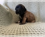 Small #1 Saint Berdoodle