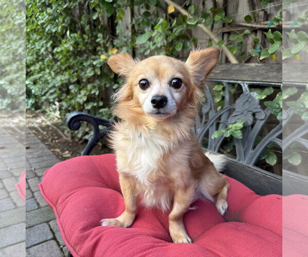 Medium Photo #2 Chiranian Puppy For Sale in Santa Clara, CA, USA