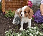 Small #3 Cavalier King Charles Spaniel