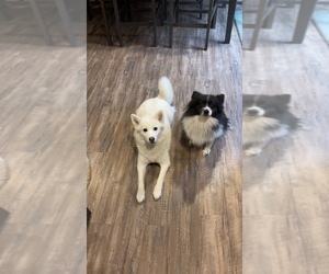 Mother of the Pomsky puppies born on 06/26/2026