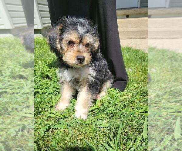 Medium Photo #1 Morkie-Poodle (Toy) Mix Puppy For Sale in GREENSBORO, PA, USA