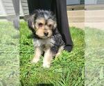 Small Photo #1 Morkie-Poodle (Toy) Mix Puppy For Sale in GREENSBORO, PA, USA