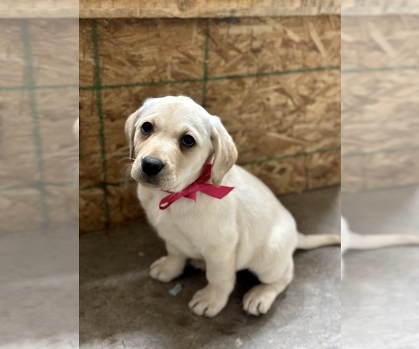 Medium Photo #1 Labrador Retriever Puppy For Sale in PURLEAR, NC, USA
