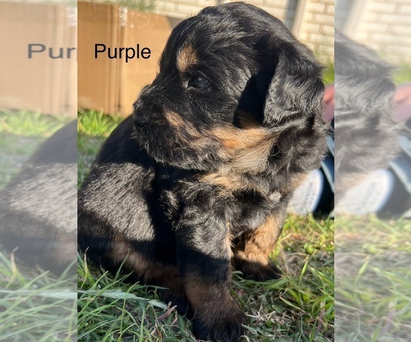 Medium Photo #4 Rottle Puppy For Sale in CHICKAMAUGA, GA, USA