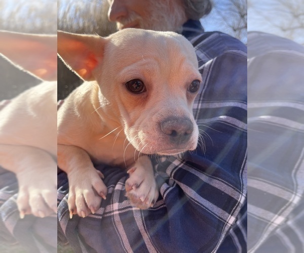 Medium Photo #82 French Bullhuahua Puppy For Sale in SPRAGGS, PA, USA