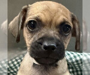 Mutt Dogs for adoption in Pleasanton, CA, USA