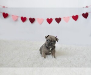 French Bulldog Puppy for sale in AKRON, OH, USA