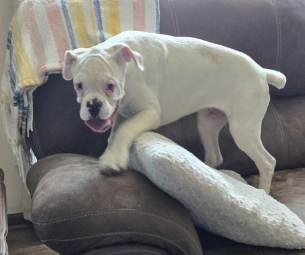 Medium Photo #29 Boxer Puppy For Sale in LAUREL, DE, USA