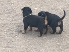 Small Photo #3 Rottweiler Puppy For Sale in OAKLEY, CA, USA