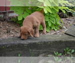 Small #3 Golden Retriever