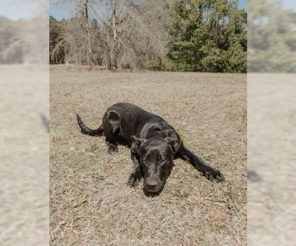 Medium Photo #4 Shepradors Puppy For Sale in Attalka, AL, USA