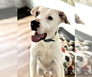 Mutt Dogs for adoption in Germantown, OH, USA