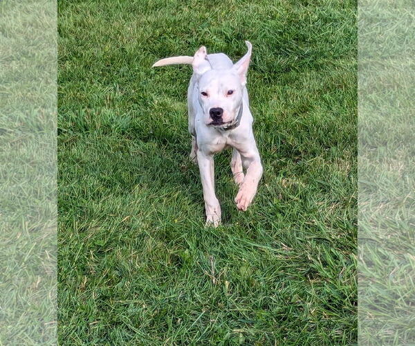 Medium Photo #11 Boxer-Unknown Mix Puppy For Sale in Germantown, OH, USA