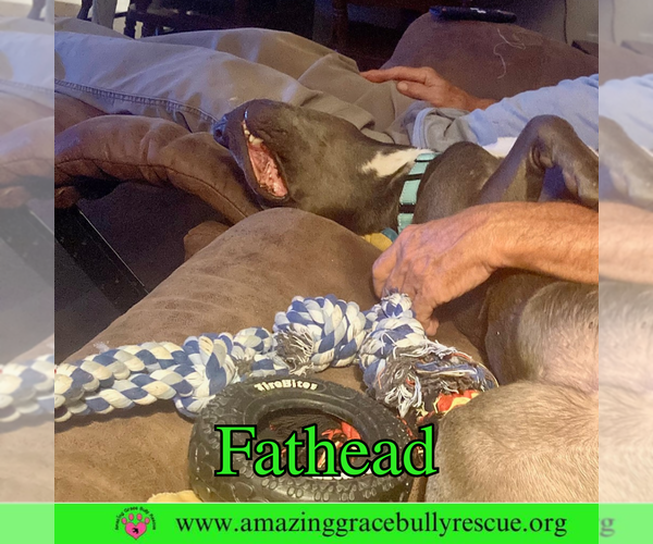 Medium Photo #21 American Pit Bull Terrier-Unknown Mix Puppy For Sale in Pensacola, FL, USA