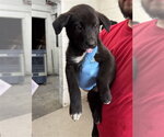 Small #1 Mutt