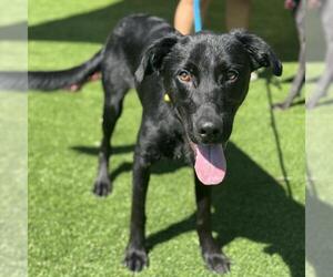 Medium Labrador Retriever Mix