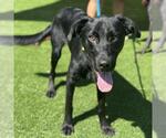 Small Labrador Retriever Mix