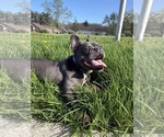 Small Photo #2 French Bulldog Puppy For Sale in UNIVERSITY PARK, IL, USA