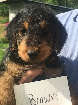 Medium Photo #1 Airedale Terrier Puppy For Sale in ALLENDALE, MI, USA