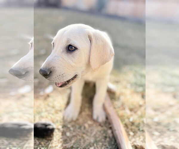 Medium Photo #4 Labrador Retriever-Unknown Mix Puppy For Sale in Aurora, CO, USA