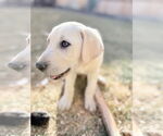 Small #3 Labrador Retriever Mix