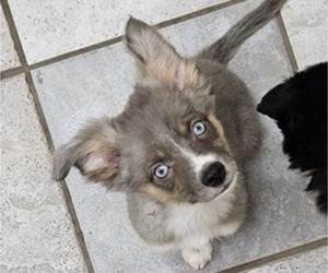 Miniature Australian Shepherd Puppy for sale in MILTON, WI, USA