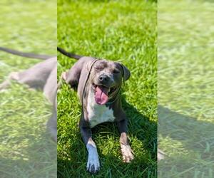 American Pit Bull Terrier Dogs for adoption in Lacombe, LA, USA