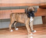 Small Photo #8 Boxer Puppy For Sale in CHILHOWEE, MO, USA