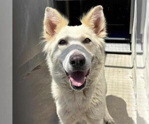 Siberian Husky Dogs for adoption in Camarillo, CA, USA