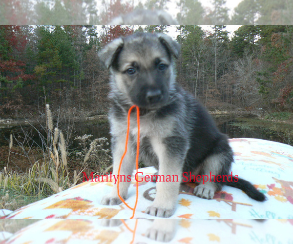 Medium Photo #6 German Shepherd Dog Puppy For Sale in PIEDMONT, MO, USA