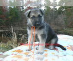 Small #5 German Shepherd Dog