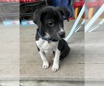 Small Photo #1 Borador Puppy For Sale in Wyoming, MI, USA