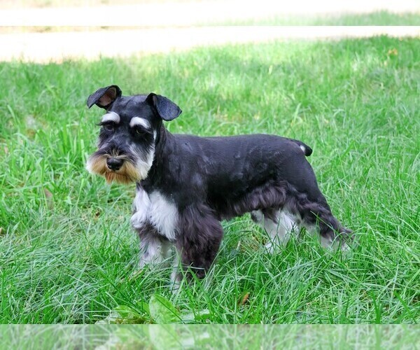 Medium Photo #1 Schnauzer (Miniature) Puppy For Sale in SYRACUSE, IN, USA