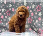 Small Photo #3 Miniature Labradoodle Puppy For Sale in LAKELAND, FL, USA