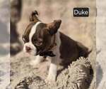 Small #2 Boston Terrier