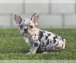 Small French Bulldog