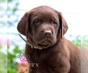 Labrador Retriever Puppy for sale in JONESTOWN, PA, USA