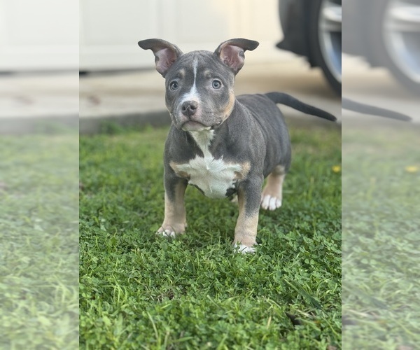 Medium Photo #7 American Bully Puppy For Sale in BAKERSFIELD, CA, USA