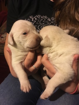 Medium Photo #1 Labrador Retriever Puppy For Sale in MILTON, NH, USA