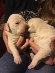 Labrador Retriever Puppy for sale in MILTON, NH, USA
