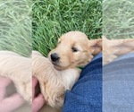 Small Photo #6 Goldendoodle Puppy For Sale in BURNET, TX, USA